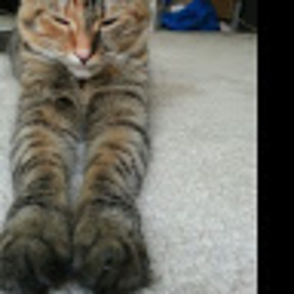 Meet your Posher, Genesis - Picture 1 of 1